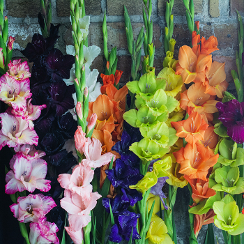 Ruffled Giant Gladiolus