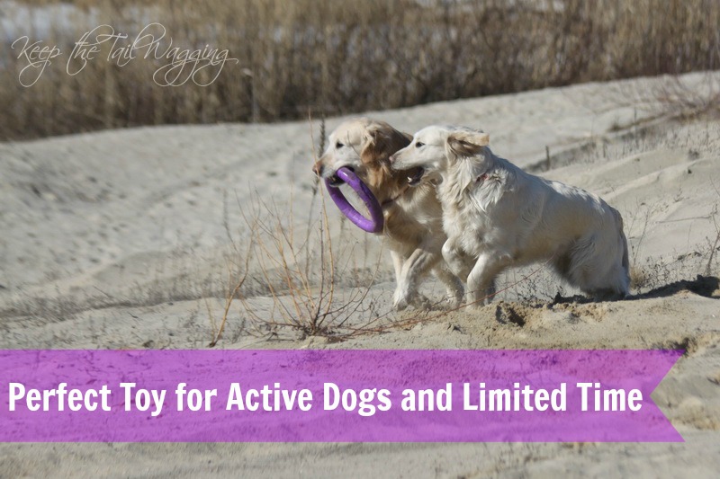 Best Toy for Active Dogs When You're Short on Time Keep the Tail