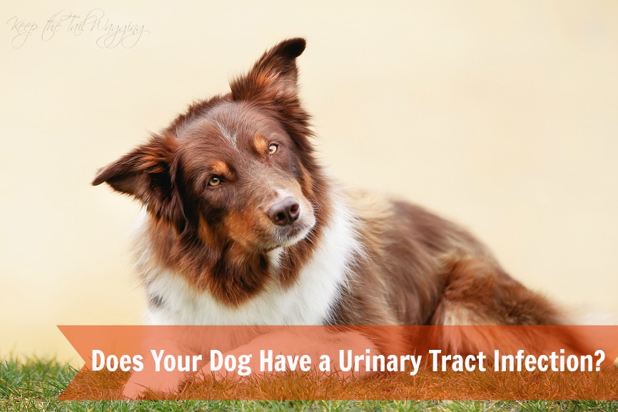 Does Your Dog Have a Urinary Tract Infection? Keep the Tail Wagging