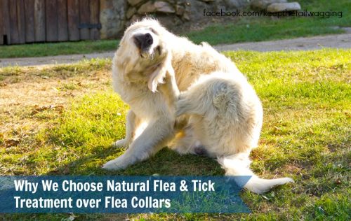 natural tick collar