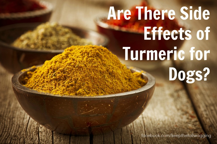 Are There Side Effects Of Turmeric For Dogs Keep The Tail Wagging