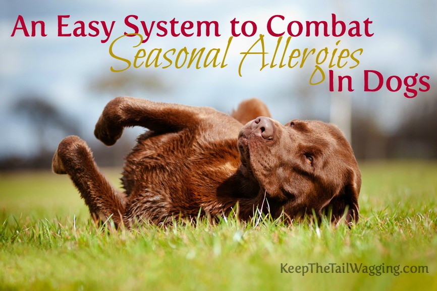 An Easy System to Combat Seasonal Allergies in Dogs Keep the Tail Wagging