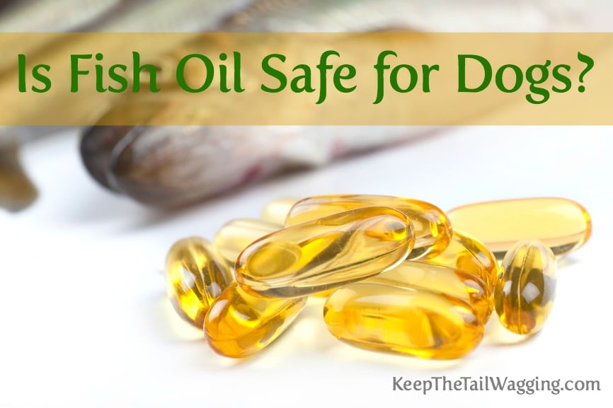 Is Fish Oil Safe for Dogs? Keep the Tail Wagging Raw Feeder Life