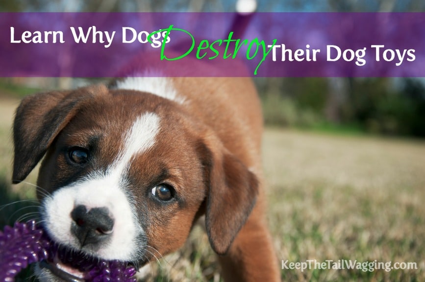 Learn Why Dogs Destroy Their Dog Toys Keep the Tail Wagging
