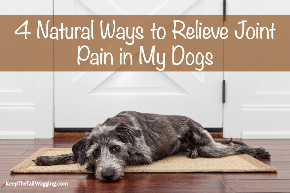 4 Natural Ways to Relieve Joint Pain in My Dogs Keep the Tail Wagging