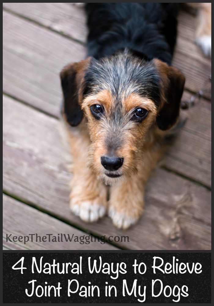 How Can I Relieve My Dogs Joint Pain