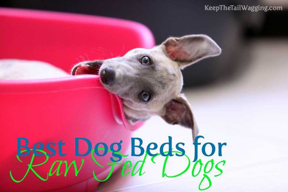 Best Dog Beds for Raw Fed Dogs Keep the Tail Wagging