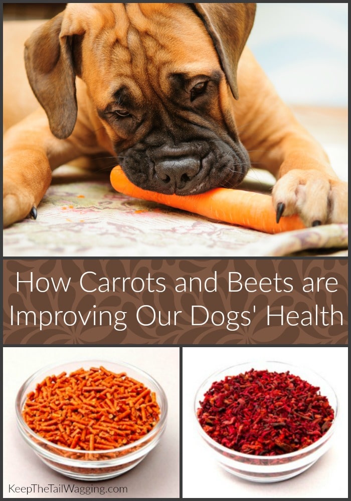 How Carrots and Beets are Improving Our Dogs’ Health Keep the Tail
