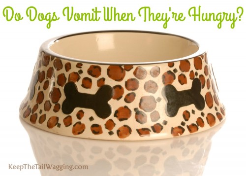 Do Dogs Vomit When They re Hungry What Are Hunger Pukes Keep The 