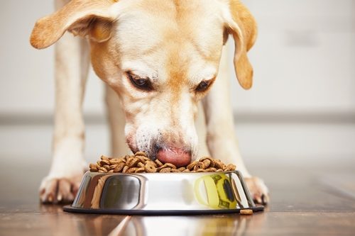 dog eating kibble