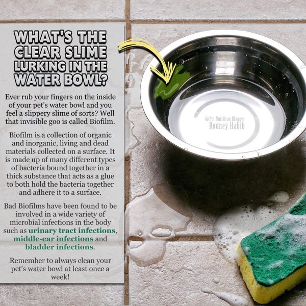 Do dogs drink less water on raw diet?