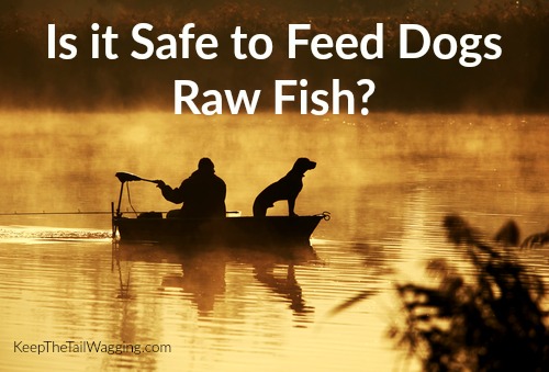 raw fish for dogs