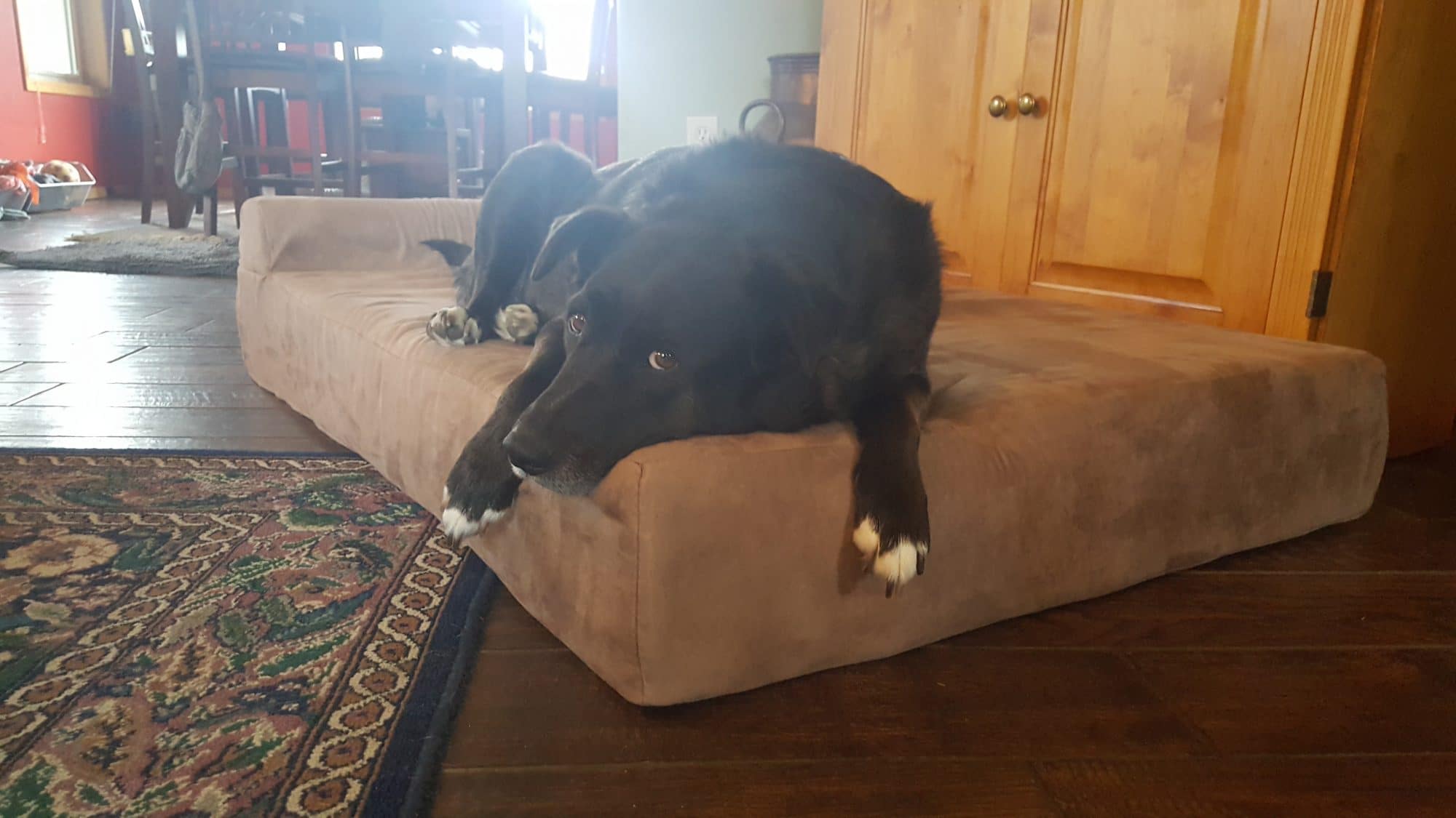 5 Reasons Why Big Barker Dog Beds Are Worth the Money