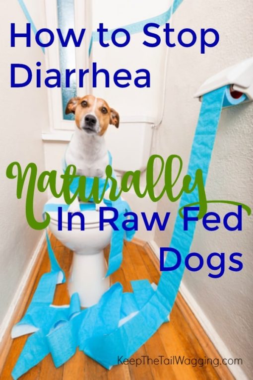 How to Stop Diarrhea Naturally in Raw Fed Dogs Keep the Tail Wagging