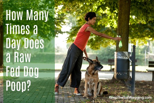 How Many Time A Puppy Should Poop A Day