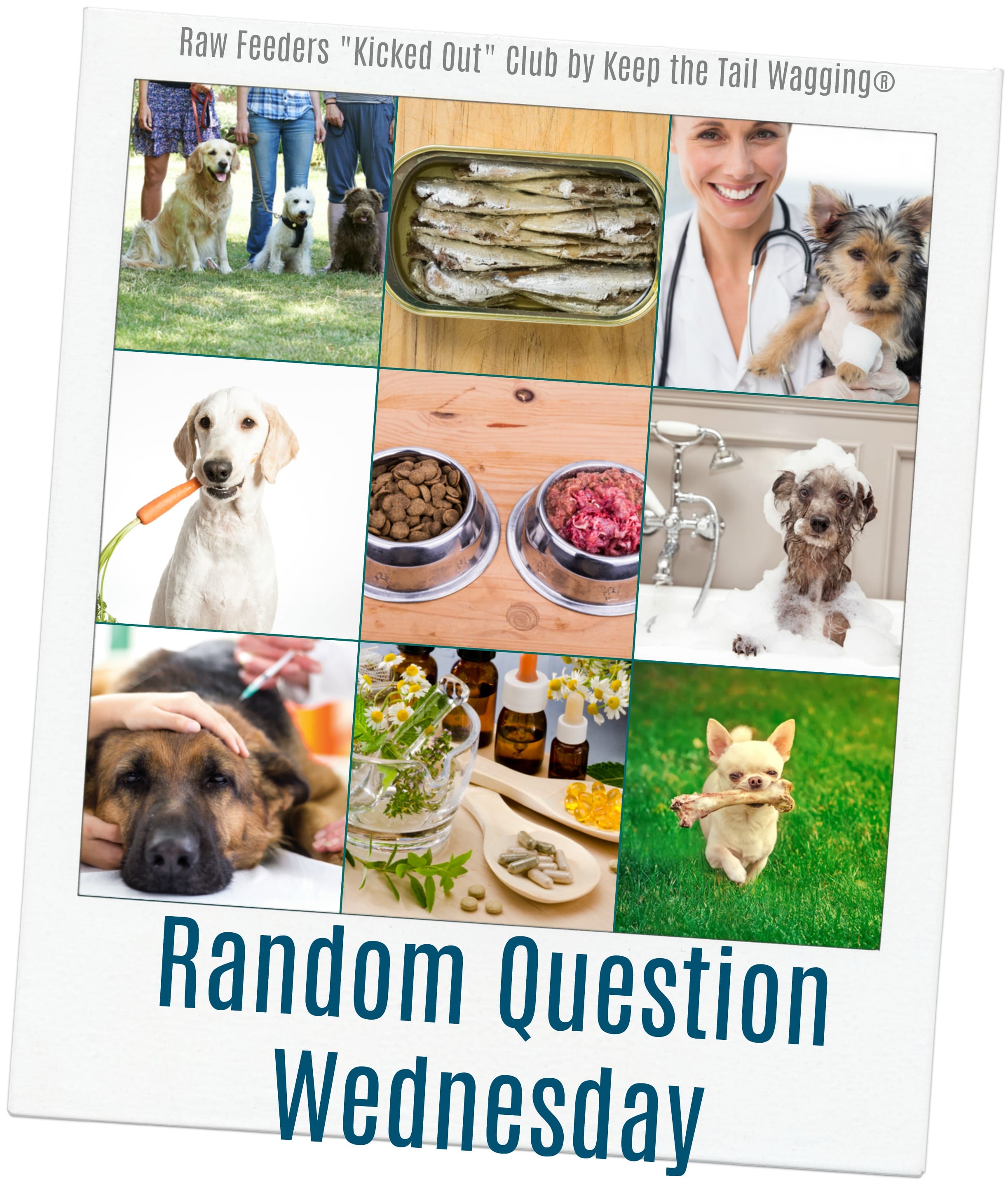 dr karen becker bone broth for dogs