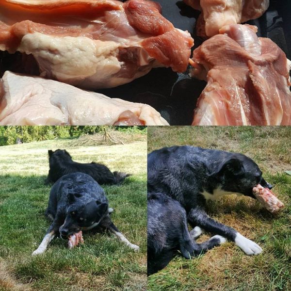 What I Do When My Dog Won't Eat Raw Dog Food Keep the Tail Wagging