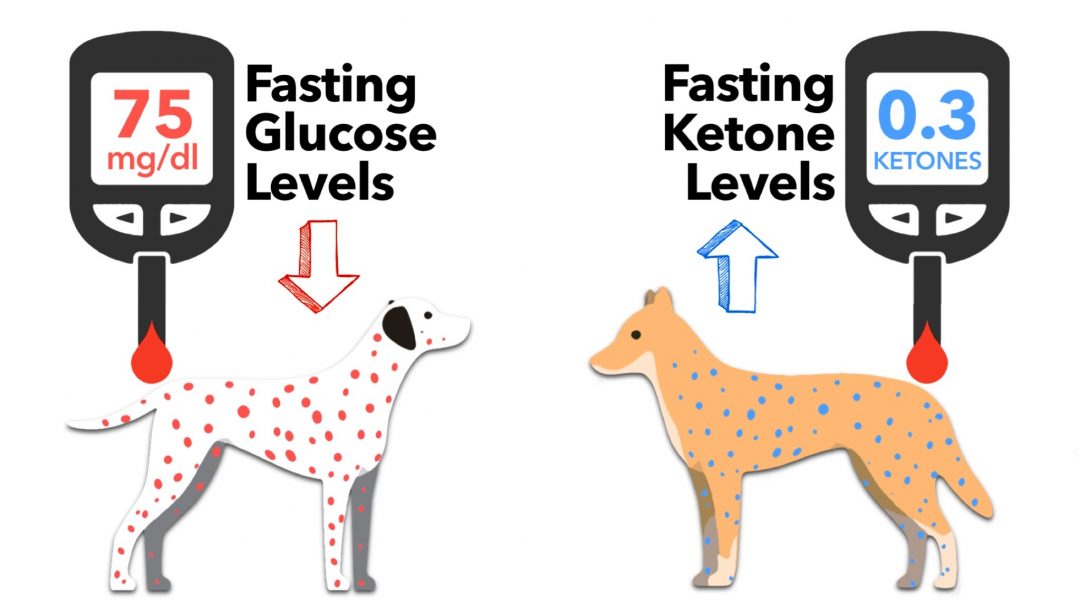 Fasting Glucose Levels For Dogs By Rodney Habib Keep The Tail Wagging