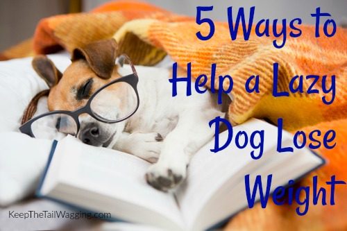 5 Ways To Help A Lazy Dog Lose Weight Keep The Tail Wagging 5 Ways To Help A Lazy Dog Lose Weight Keep The Tail Wagging