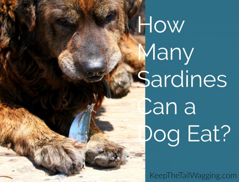 How Many Sardines Can a Dog Eat? Keep the Tail Wagging