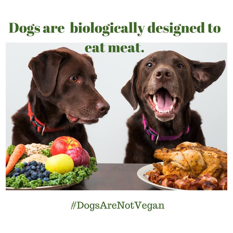 The Pros and Cons of Vegan Kibble for Dogs Keep the Tail Wagging