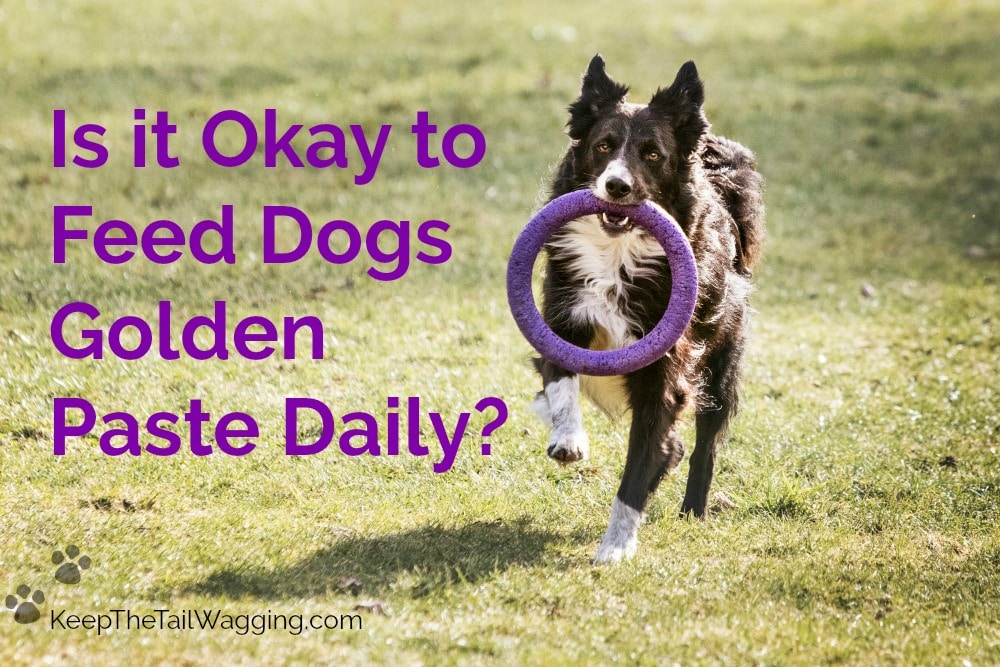 Is it Okay to Feed Dogs Golden Paste Daily? Keep the Tail Wagging