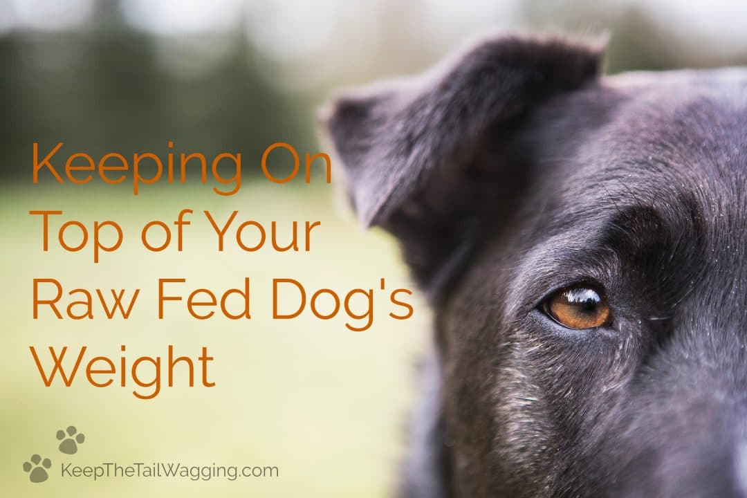 Keeping On Top of Your Raw Fed Dog's Weight Keep the Tail Wagging Raw Feeder Life