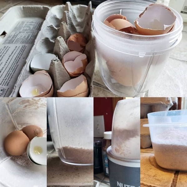 Feeding Eggs and Eggshells to Dogs