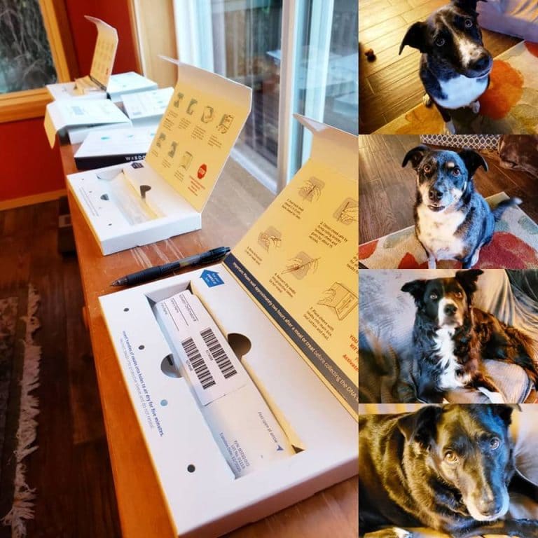 Embark Vet Do Dog DNA Tests Really Work?