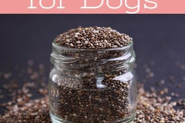 Complete Nutritional Benefits of Chia Seeds for Dogs