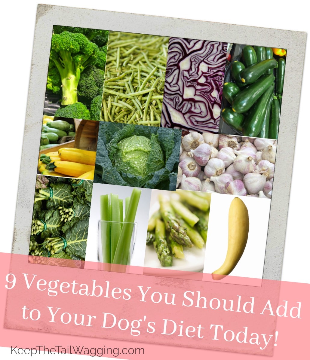 9 Vegetables You Should Add to Your Dog’s Diet Today Keep the Tail