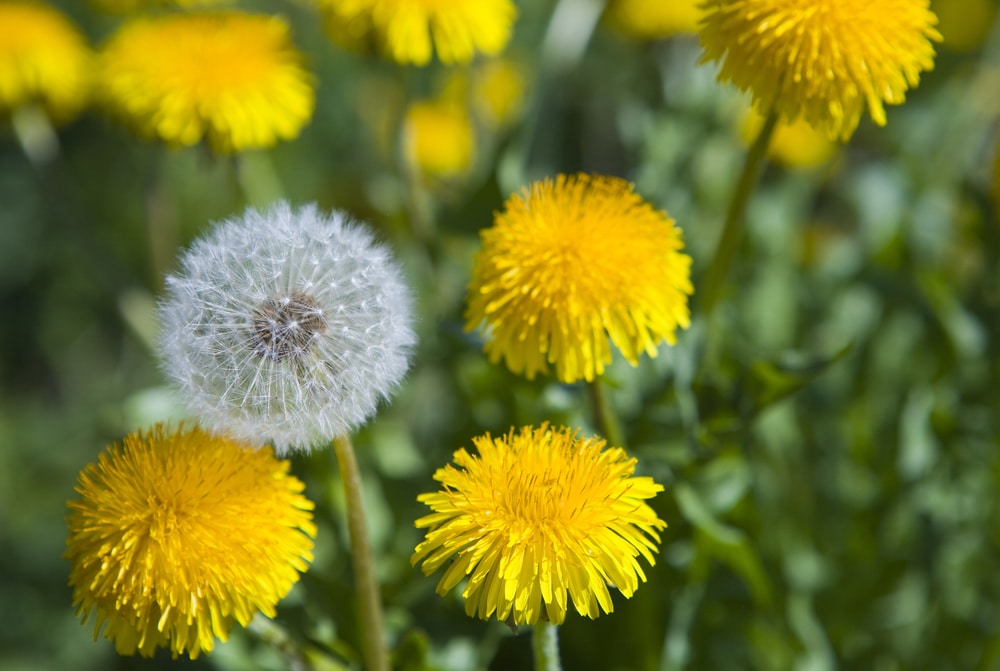 How to Safely Add Dandelions to a Dog’s Diet