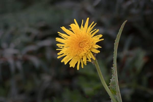 Cat's Ear Weed