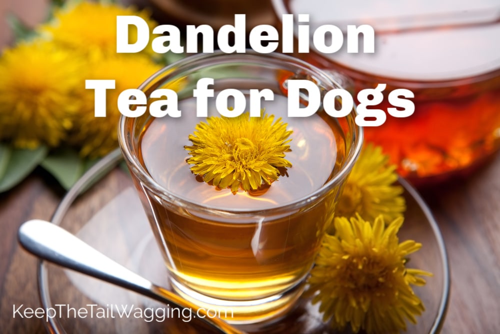 How to Safely Add Dandelions to Your Dog's Diet Keep the Tail Wagging