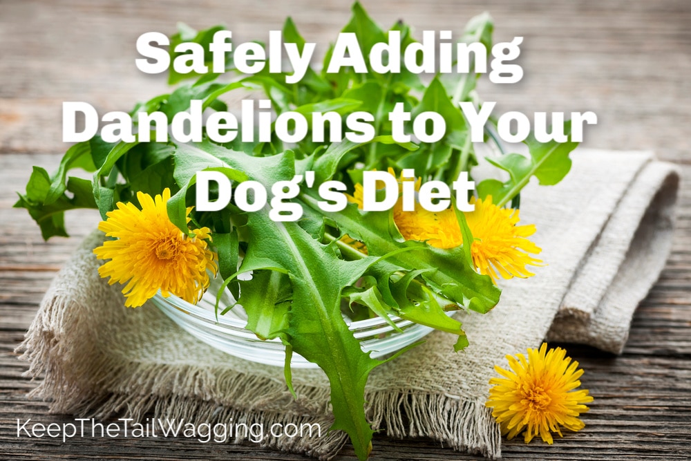How to Safely Add Dandelions to Your Dog's Diet Keep the Tail Wagging