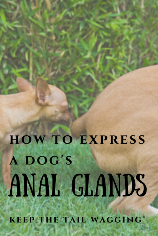 How to Express a Dog's Anal Glands Keep the Tail Wagging Raw Feeder