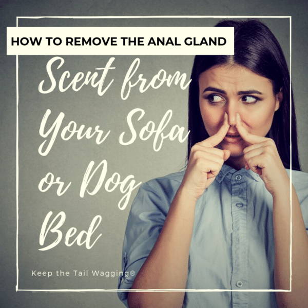 How to Remove the Anal Gland Scent from Your Sofa