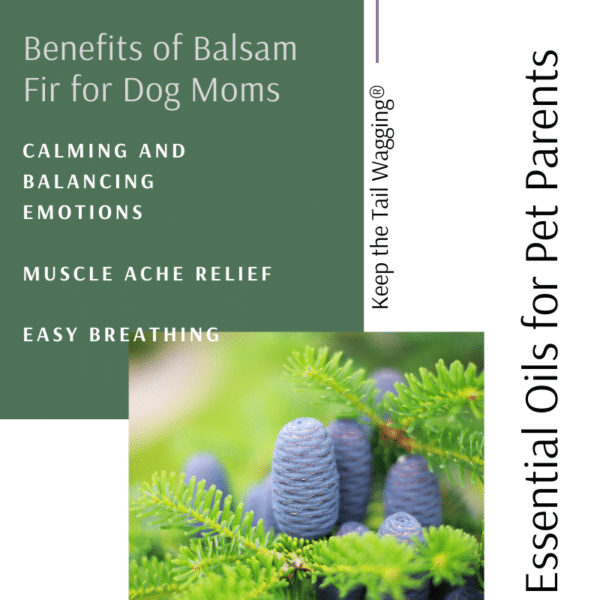 Benefits of Balsam Fir Essential Oil for Dog Moms
