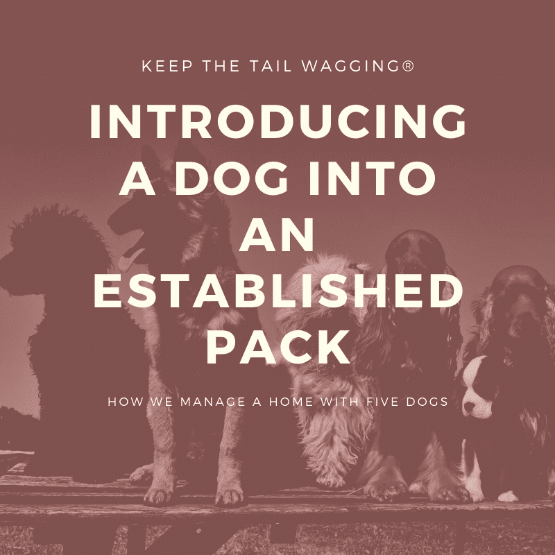 How To Help Dog Into Pack