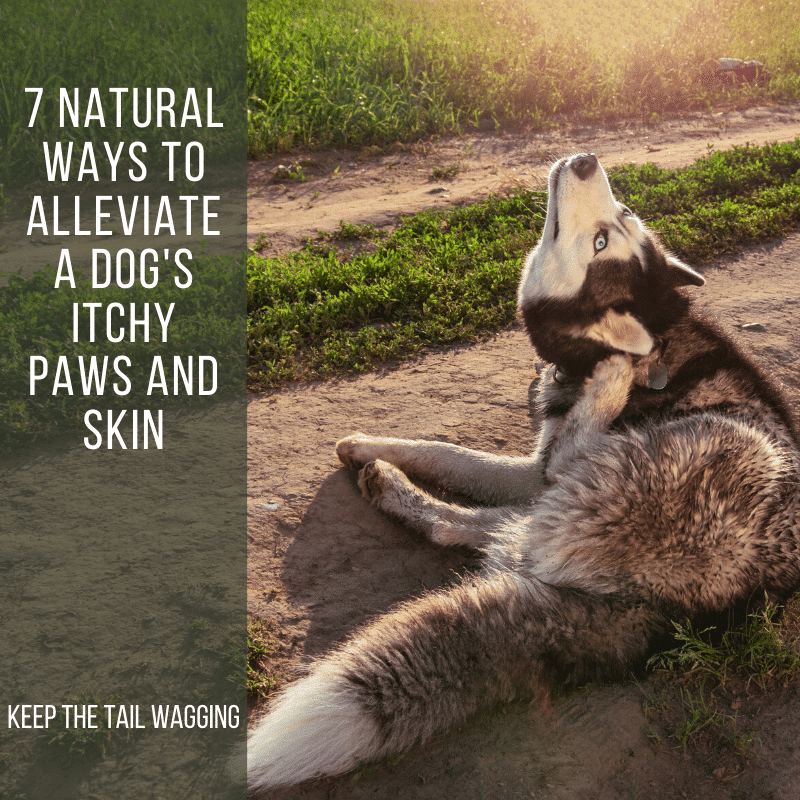 7 Natural Ways to Soothe a Dog's Itchy Paws and Skin Keep the Tail