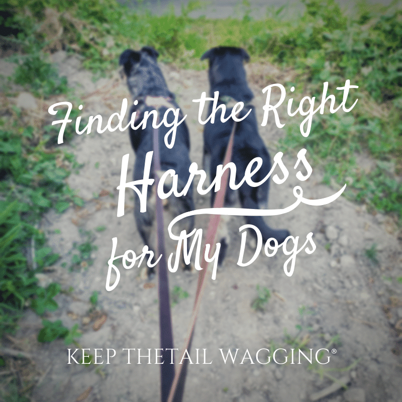 Finding the Right Harness for My Dogs Keep the Tail Wagging