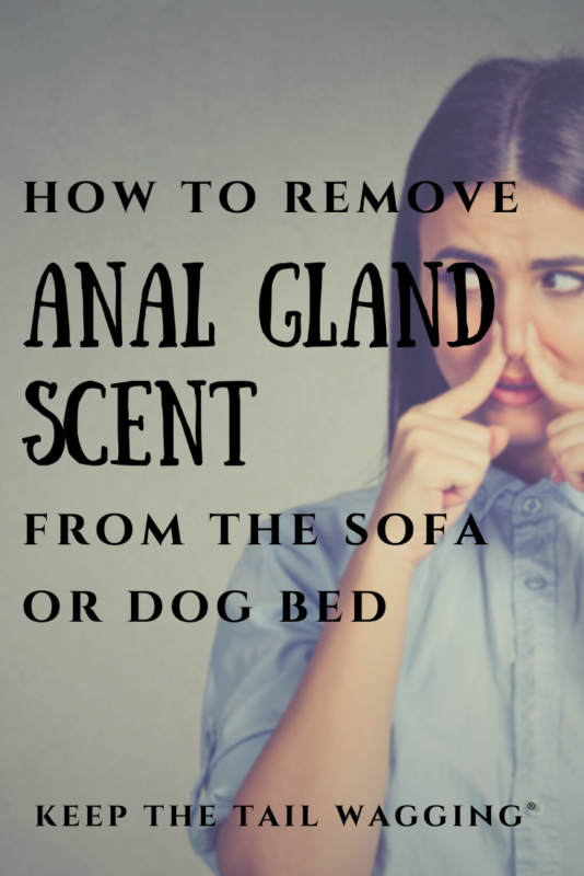 How to Remove the Anal Gland Scent from Your Sofa