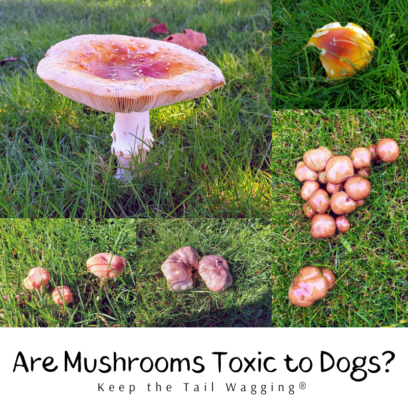Are Lawn Mushrooms Poisonous To Dogs