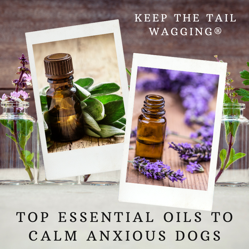 Top Essential Oils to Calm Anxious Dogs