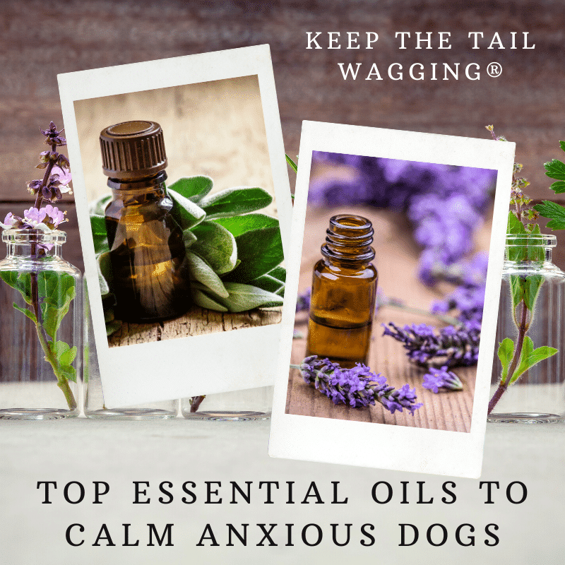 Top Essential Oils to Calm Anxious Dogs