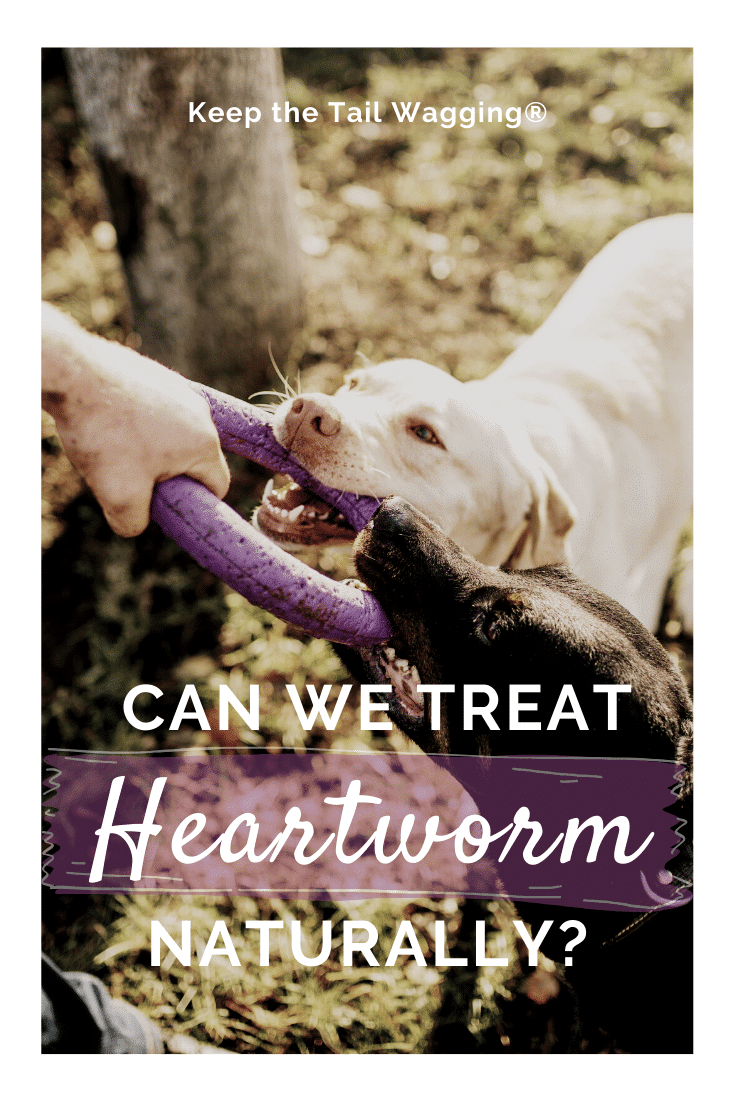 Can We Treat Heartworm Naturally Pinterest Keep The Tail Wagging