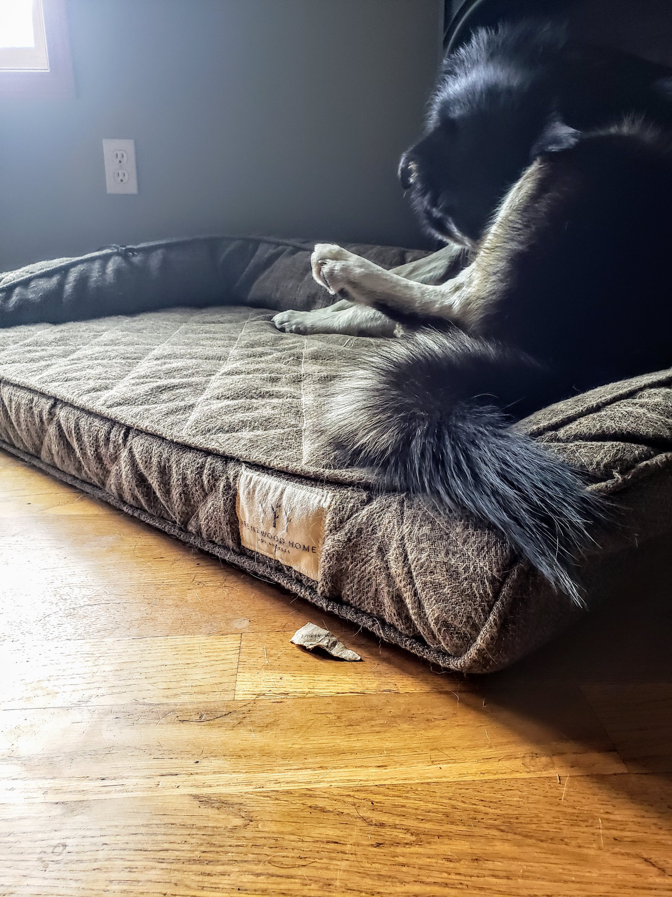 3 of the Best Dog Beds for My Dogs Keep the Tail Wagging