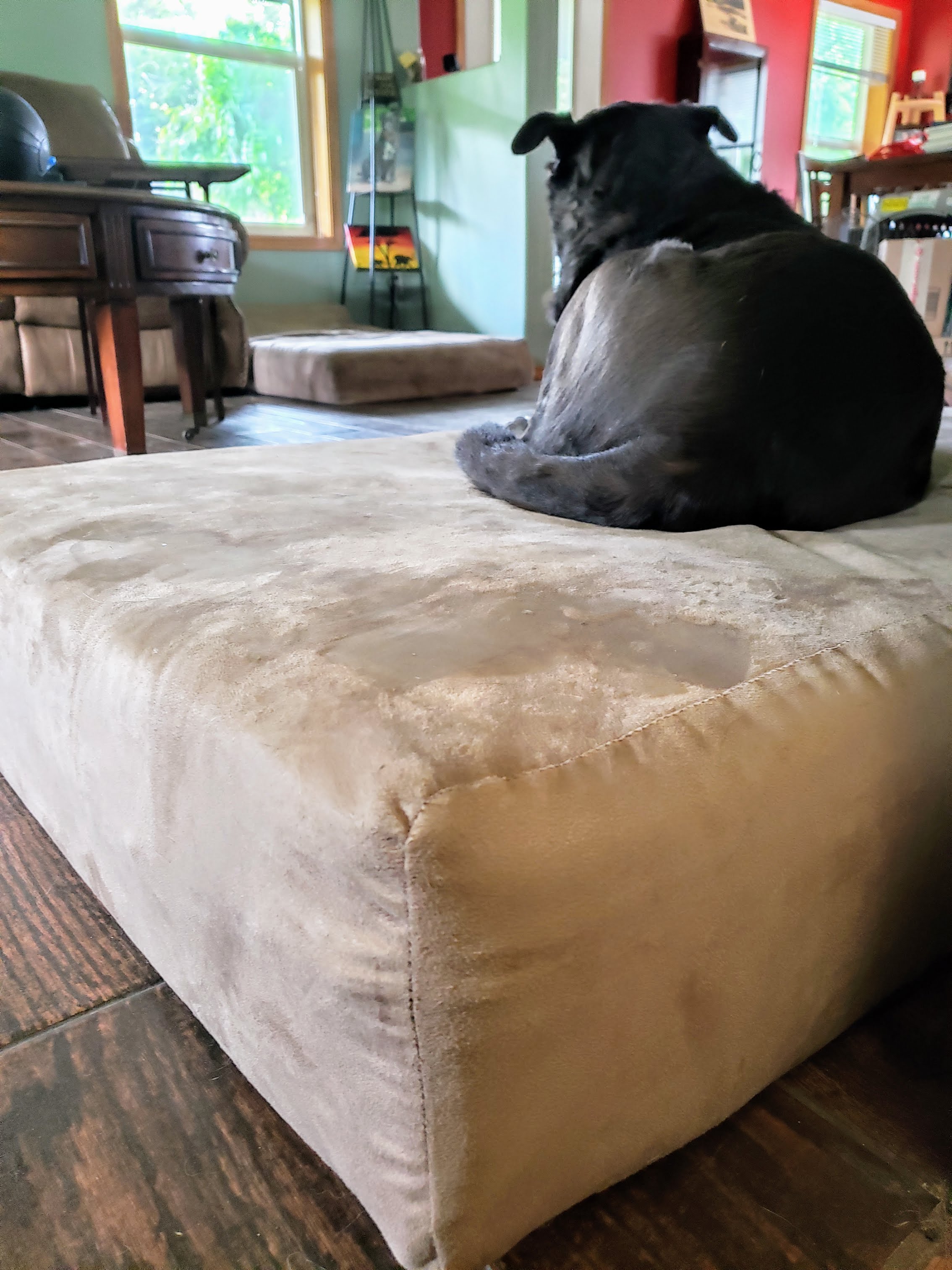 3 of the Best Dog Beds for My Dogs Keep the Tail Wagging
