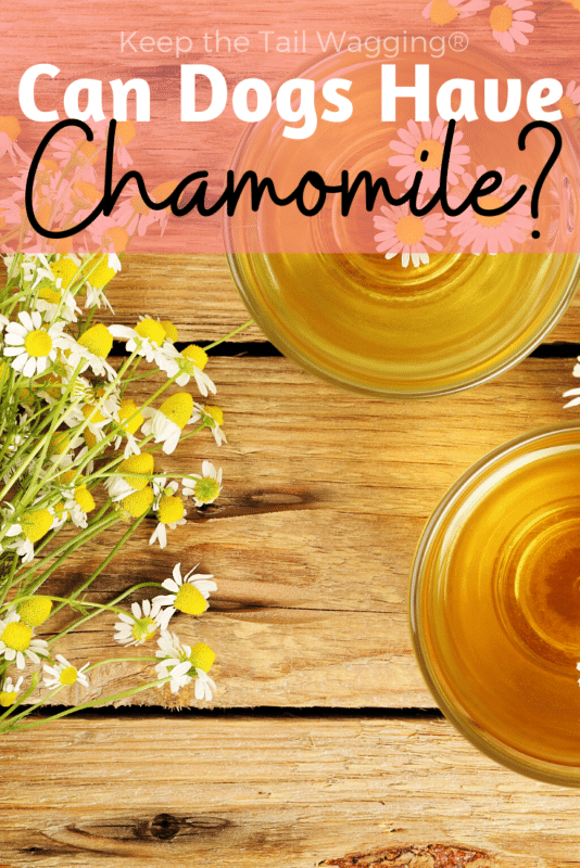 Can Dogs Have Chamomile? Keep the Tail Wagging