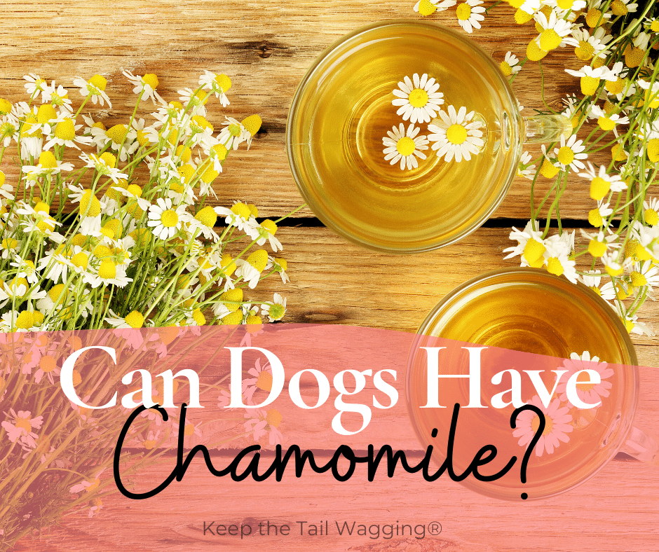 Can Dogs Drink Chamomile Tea